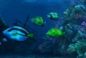 Ocean HD screenshot 16