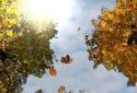 Falling leaves live Wallpaper screenshot 1