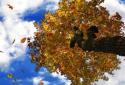 Falling leaves live Wallpaper screenshot 3