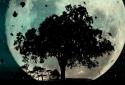 Autumn Trees Live Wallpaper screenshot 8
