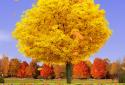 Autumn Trees Live Wallpaper screenshot 9