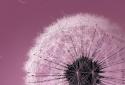 Galaxy S3 Pink Live Wallpaper screenshot 1
