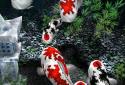 My 3D Fish screenshot 4