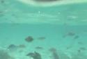 Lagoon Waves HD screenshot 15