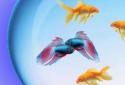 My Fish Bowl Live Aquarium screenshot 1