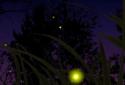 Fireflies Live Wallpaper screenshot 1