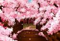 Sakura's Bridge Live Wallpaper screenshot 1
