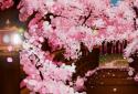 Sakura's Bridge Live Wallpaper screenshot 7
