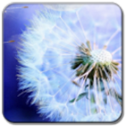 Dandelions LWP