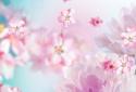 Falling Flowers Live Wallpaper screenshot 3