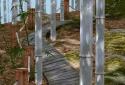 Bamboo grove 3D screenshot 2