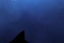 Stalker Cat Live Wallpaper Lt screenshot 1