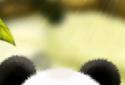 Live Wallpaper with Panda screenshot 1
