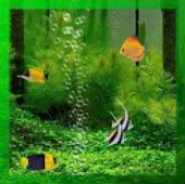 Aquarium Live Wallpaper