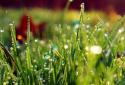 Galaxy S4 Rain n Grass LWP screenshot 1
