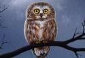Owl Landscape screenshot 1