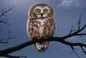 Owl Landscape screenshot 4