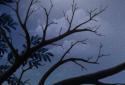 Owl Landscape screenshot 6