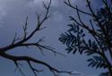 Owl Landscape screenshot 7