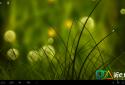 Colorful Summer Meadow screenshot 1