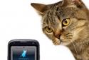 The cat screenshot 2