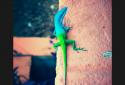 Photo Editor by Aviary screenshot 5