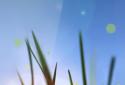 Xperia Z Cool Grass LWP screenshot 1