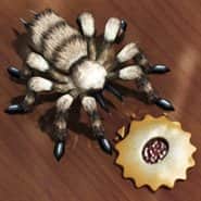 Bug Tap