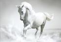 Horse Live Wallpaper screenshot 1