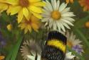 Bee Live Wallpaper HD screenshot 3