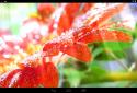 Spring Flowers Live Wallpaper Spring flowers live Wallpaper screenshot 1