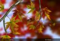 Autumn Leaves in HD Gyro 3D XL screenshot 13 Autumn Leaves in HD Gyro 3D XL screenshot 13