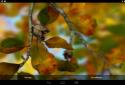 Autumn Leaves in HD Gyro 3D XL screenshot 16 Autumn Leaves in HD Gyro 3D XL screenshot 16