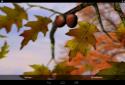 Autumn Leaves in HD Gyro 3D XL screenshot 17 Autumn Leaves in HD Gyro 3D XL screenshot 17
