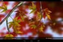 Autumn Leaves in HD Gyro 3D XL screenshot 22 Autumn Leaves in HD Gyro 3D XL screenshot 22