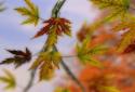 Autumn Leaves in HD Gyro 3D XL screenshot 6 Autumn Leaves in HD Gyro 3D XL screenshot 6