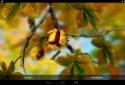 Autumn Leaves in HD Gyro 3D XL screenshot 7 Autumn Leaves in HD Gyro 3D XL screenshot 7