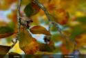 Autumn Leaves in HD Gyro 3D XL screenshot 8 Autumn Leaves in HD Gyro 3D XL screenshot 8
