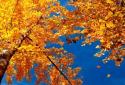 Beautiful autumn Live Wallpaper / Beautiful Autumn screenshot 2