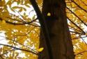 Beautiful autumn Live Wallpaper / Beautiful Autumn screenshot 4