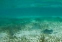 Lagoon Waves Live Wallpaper 4 screenshot 1