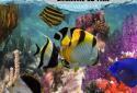 Fish Farm 2 screenshot 7