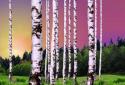 Birch Wood Live Wallpaper screenshot 2