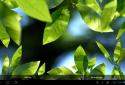 Fresh Leaves screenshot 11