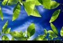 Fresh Leaves screenshot 18