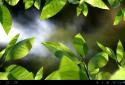 Fresh Leaves screenshot 20