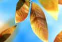 Fresh Leaves screenshot 4