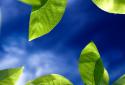 Fresh Leaves screenshot 5