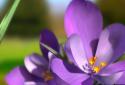 Nature Spring Flowers 3D Live screenshot 1