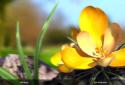 Nature Spring Flowers 3D Live screenshot 5